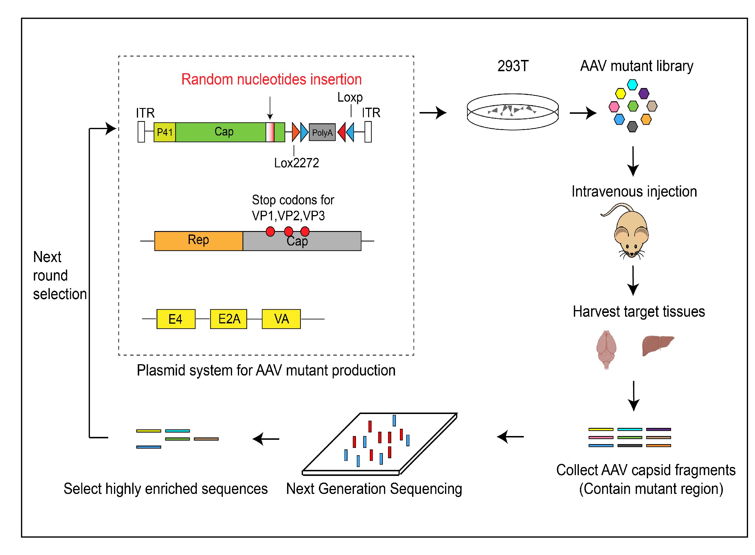 Fourth Research Image